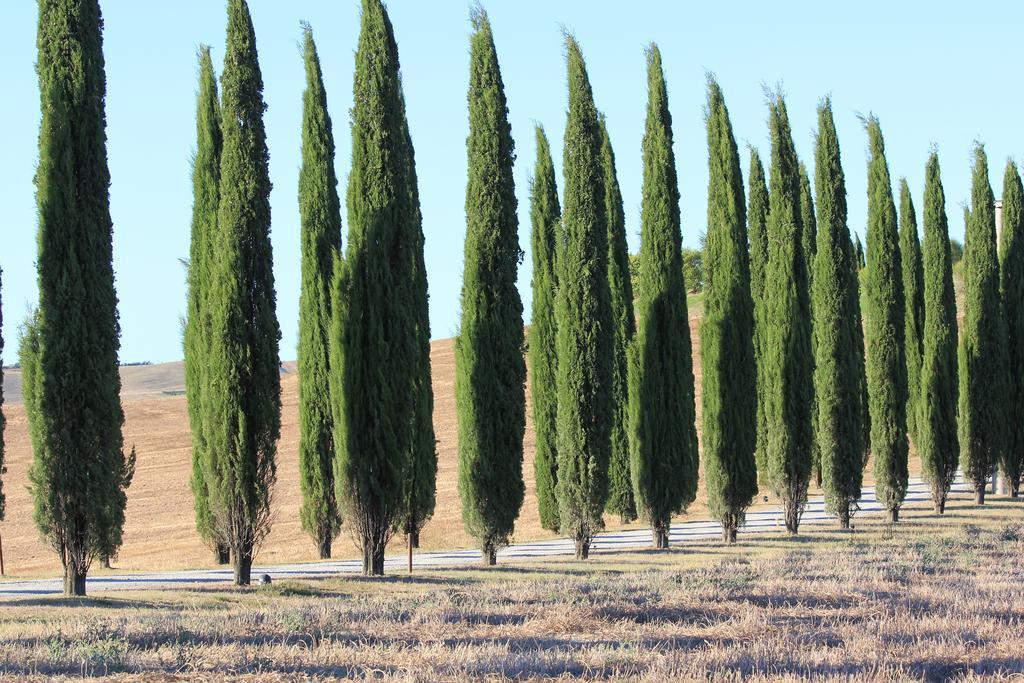 La Terrazza Sulla Val D'Orcia Daire Castiglione dʼOrcia Dış mekan fotoğraf
